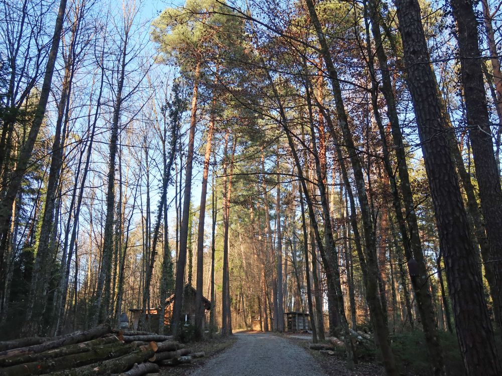 Waldweg zur Waldhütte