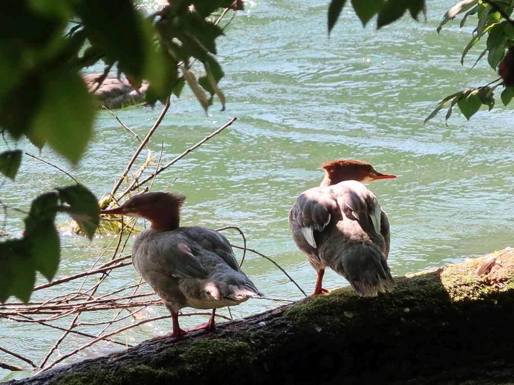 Gänsejäger