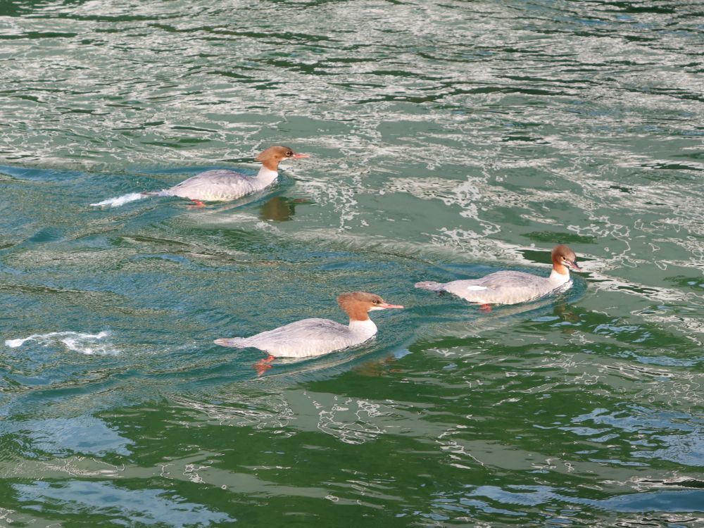 Gänsejäger