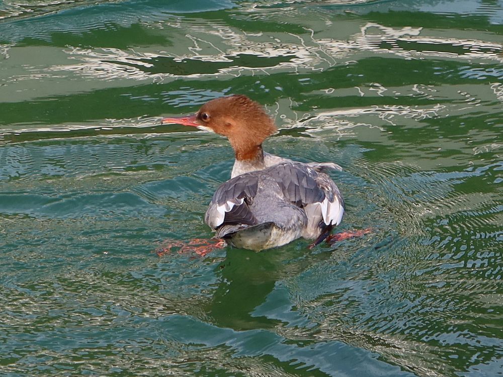 Gänsejäger