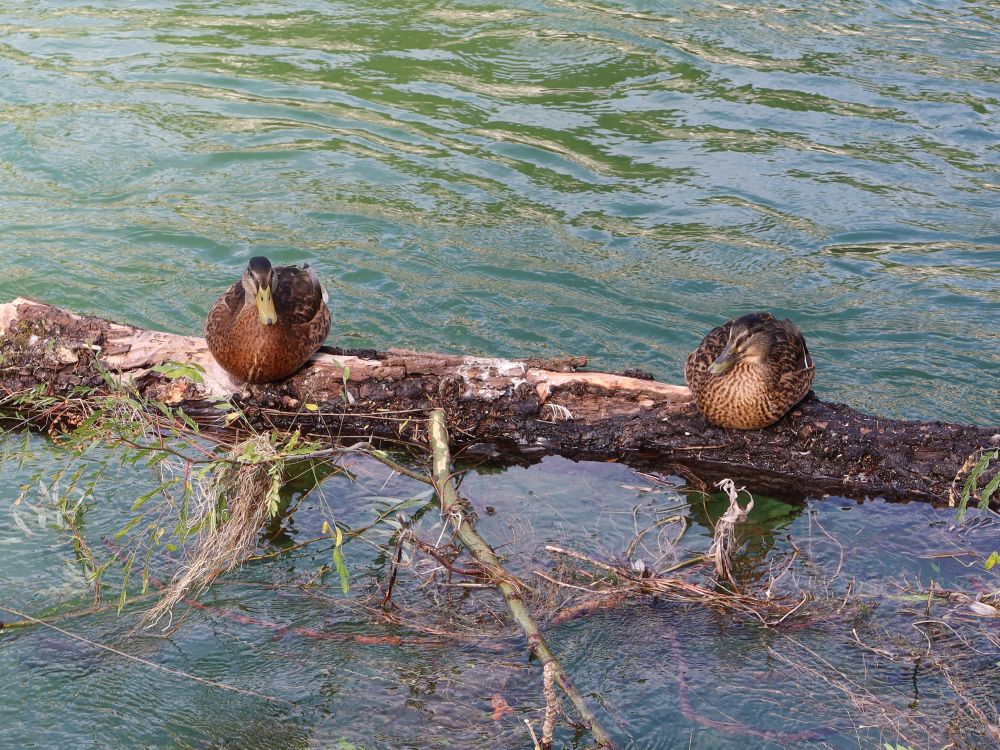 Enten