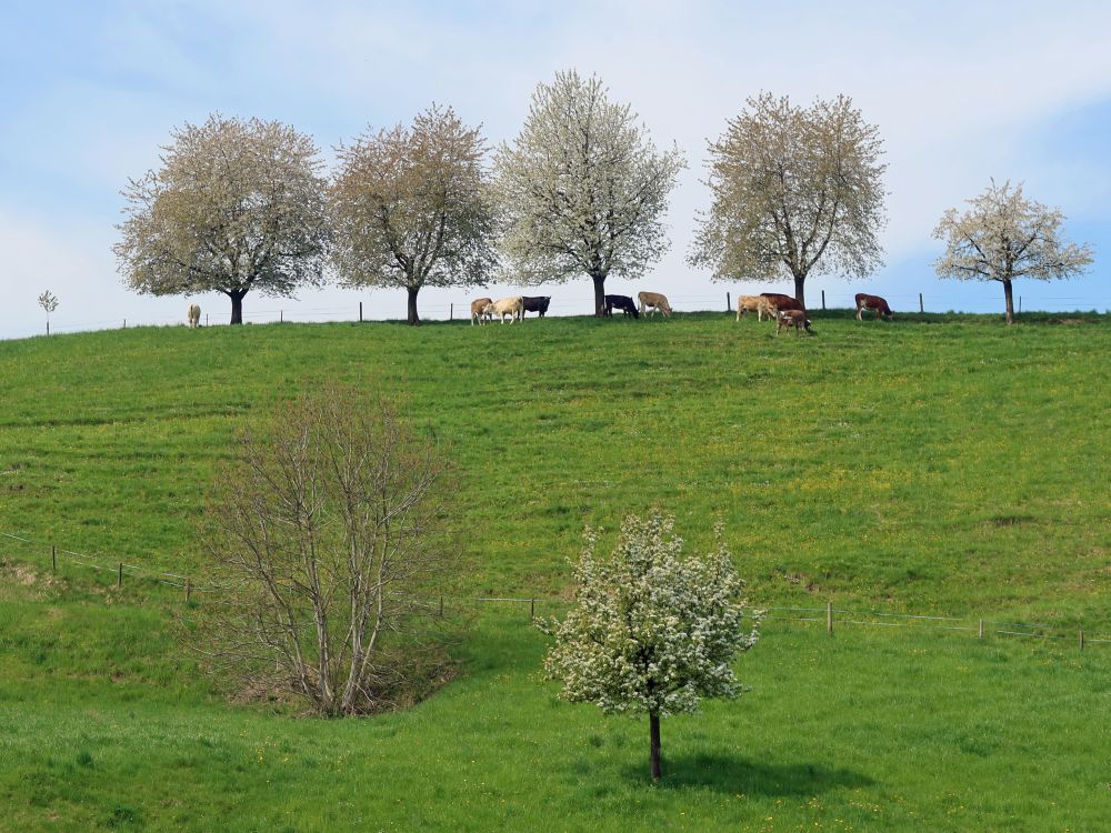 Kühe unter blühenden Bäumen