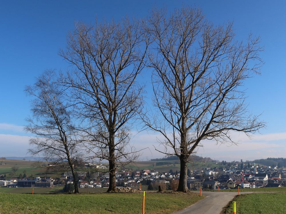 Hägglingen hinter Bäumen