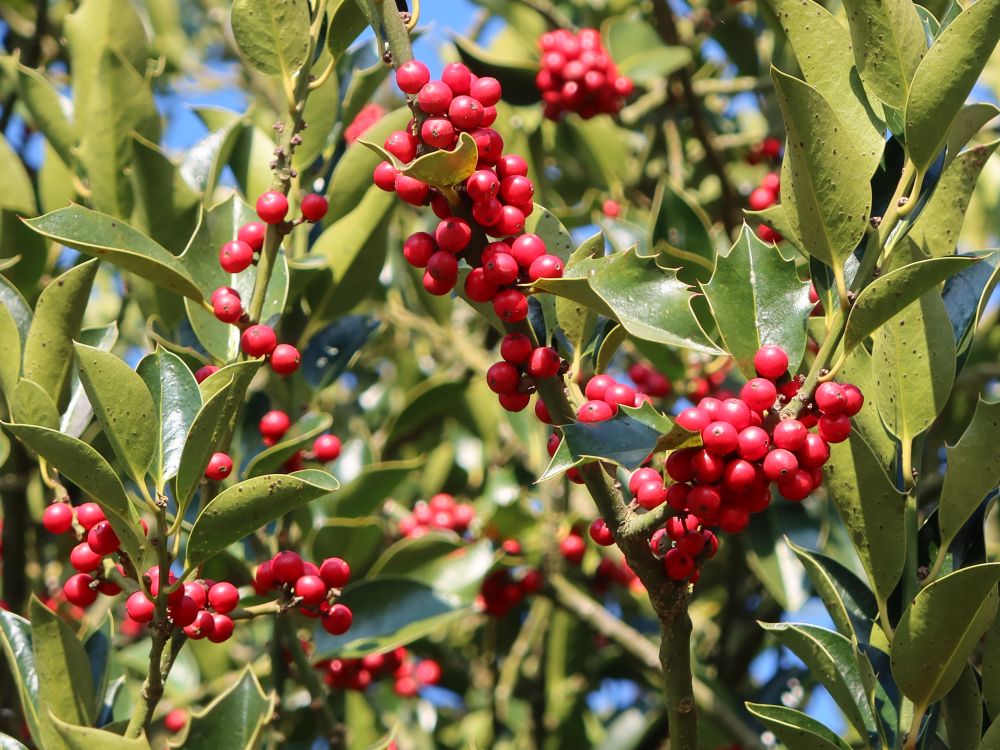 Steckpalme mit roten Beeren