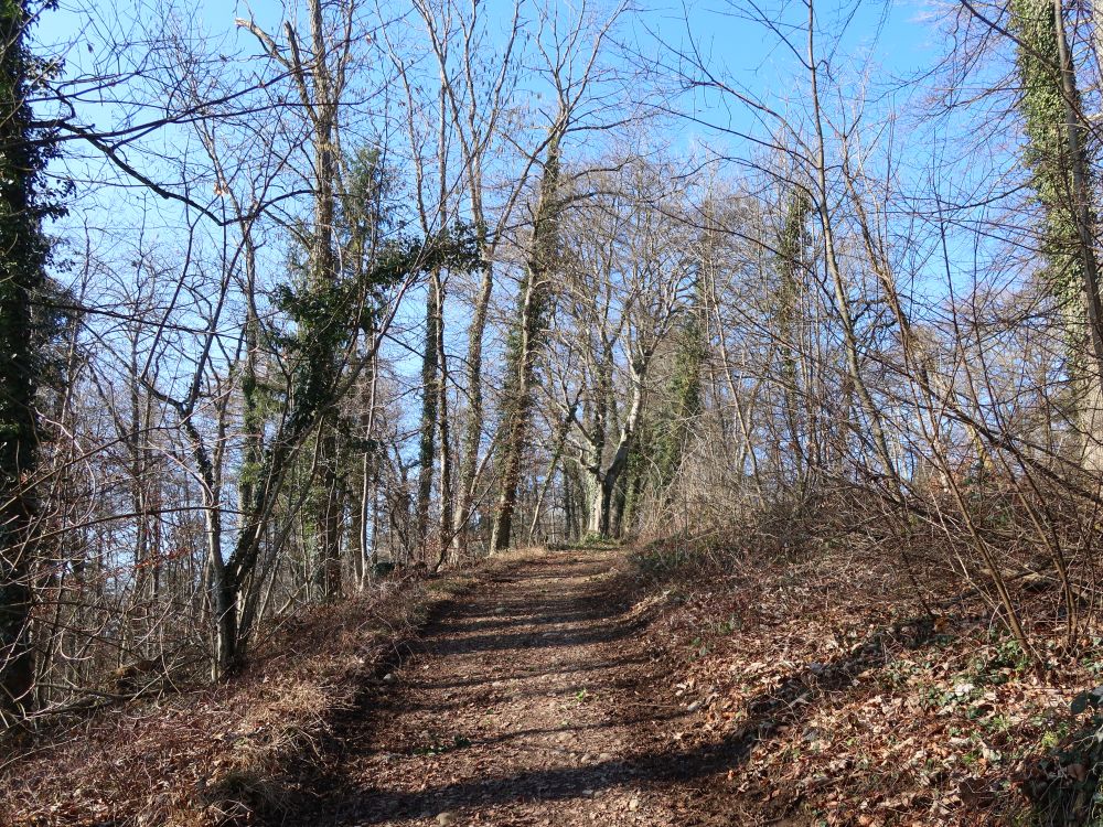 Waldweg