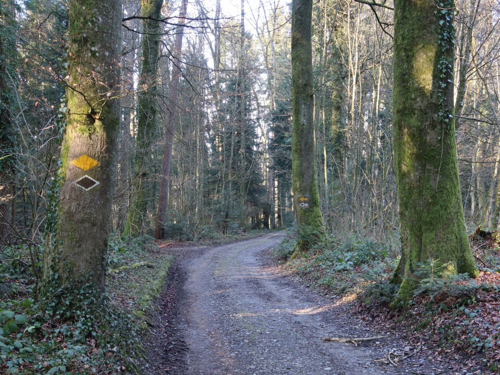 Waldweg