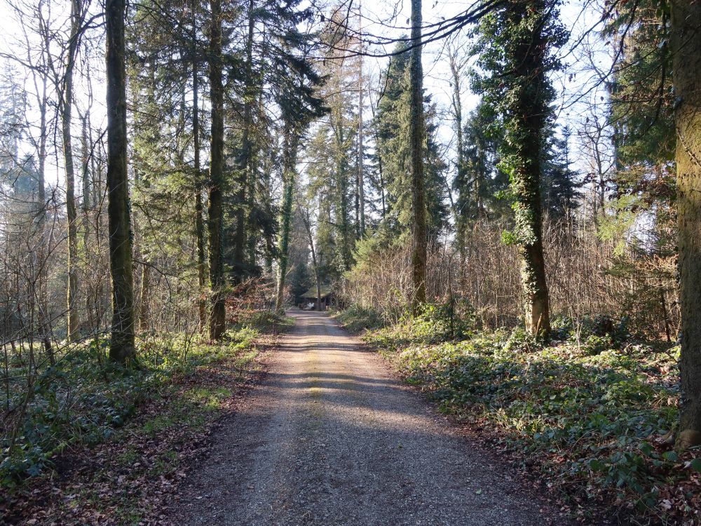 Waldweg