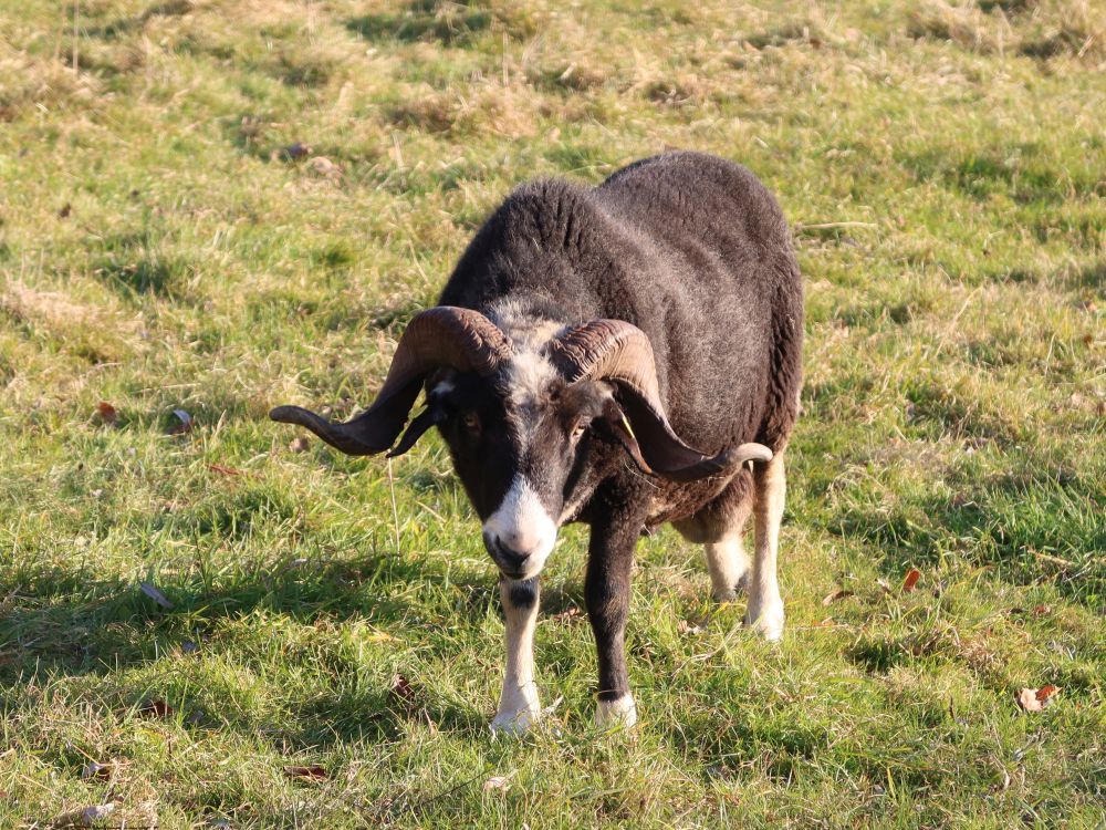 Schaf mit Hörnern