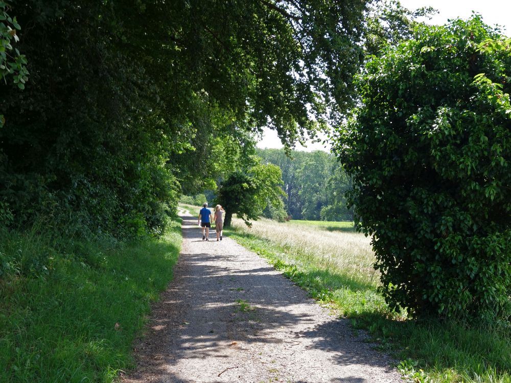 Waldweg bei Daisendorf