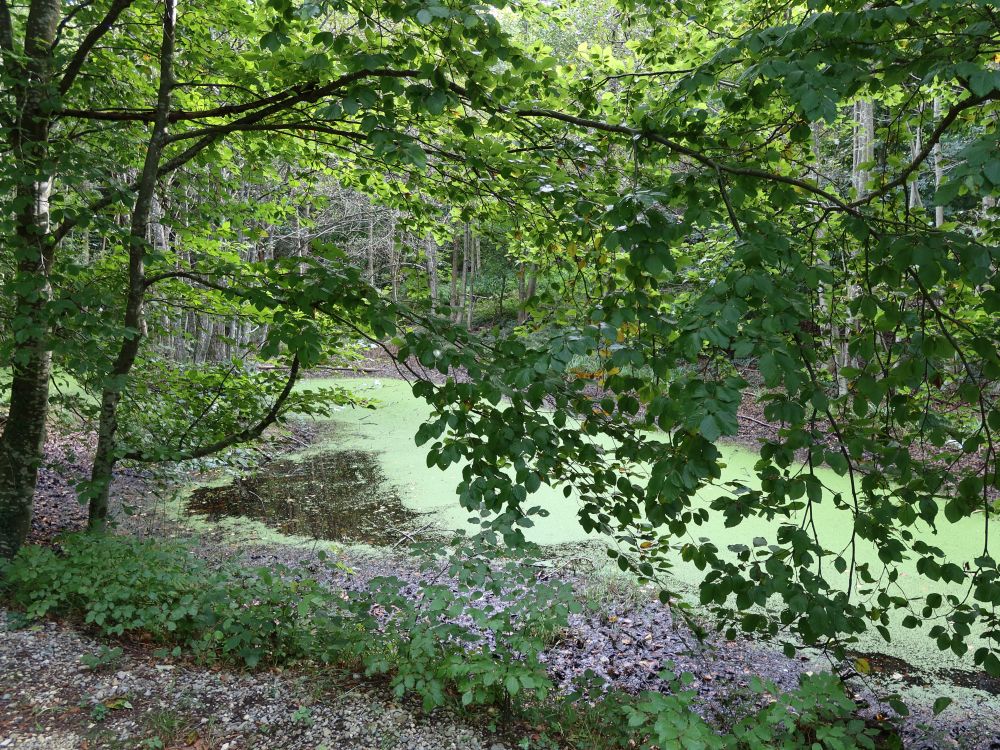 Teich im Weiherholz