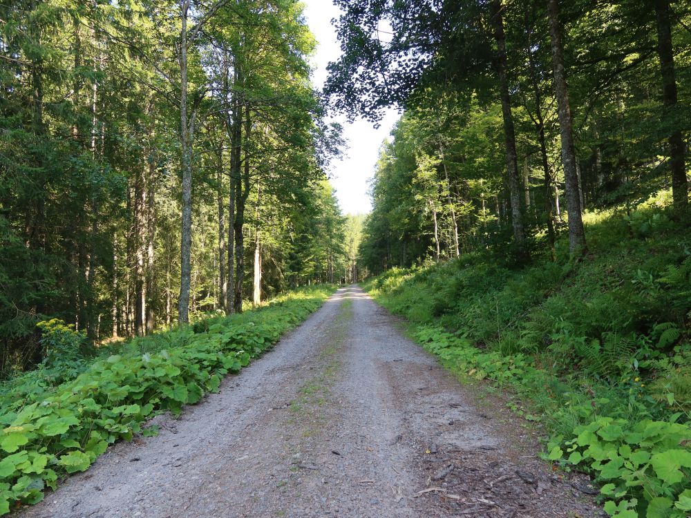 Waldweg