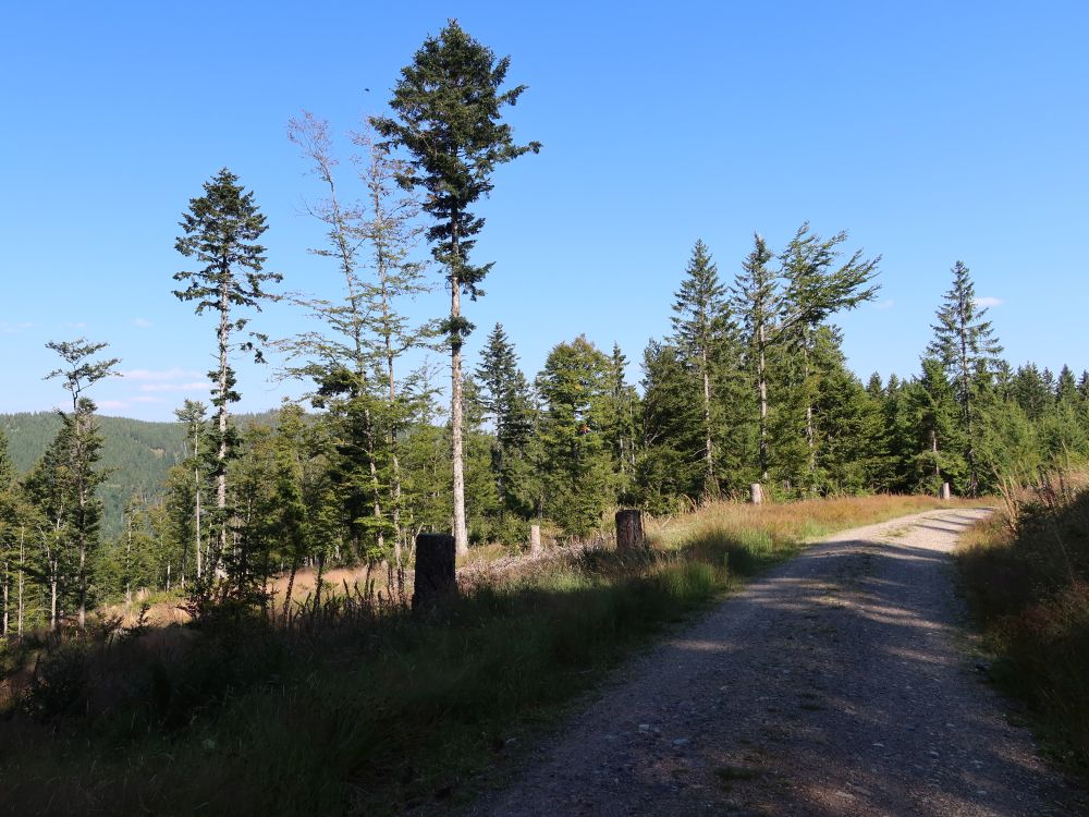 Waldweg