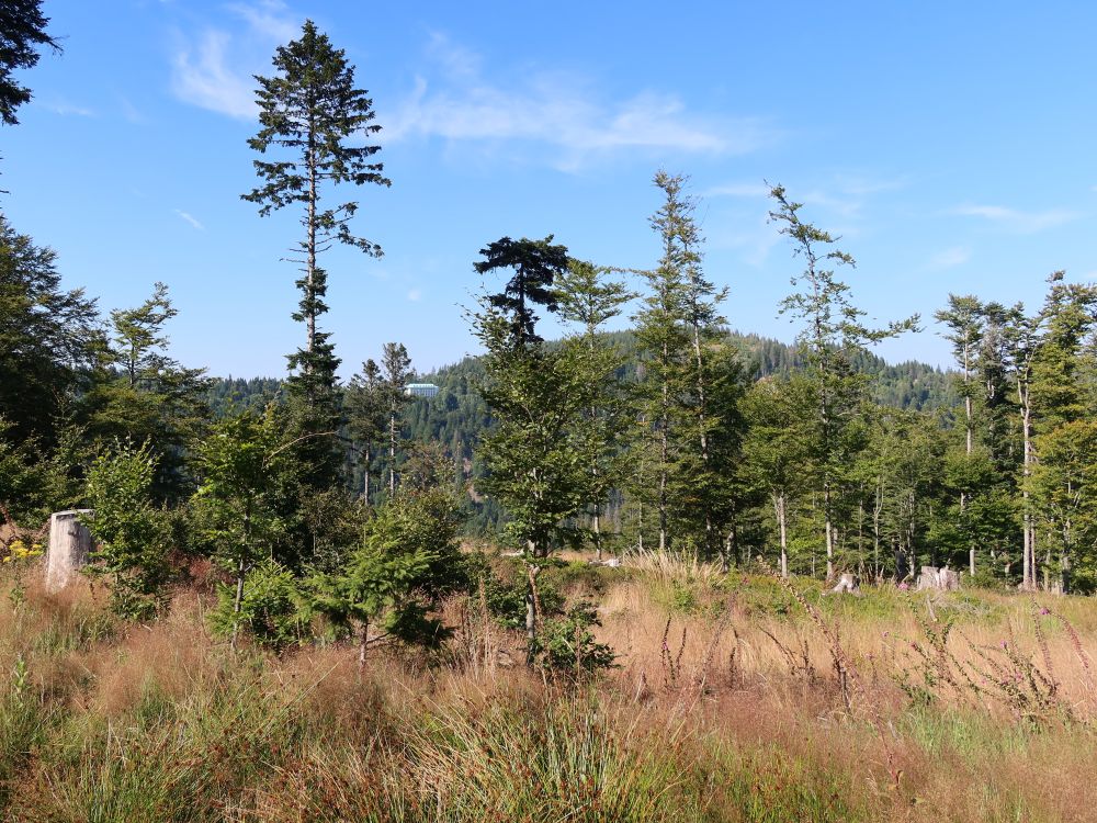 lichter Wald