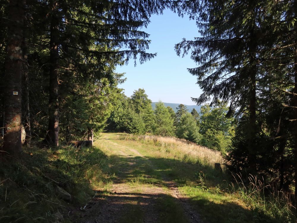Waldlichtung