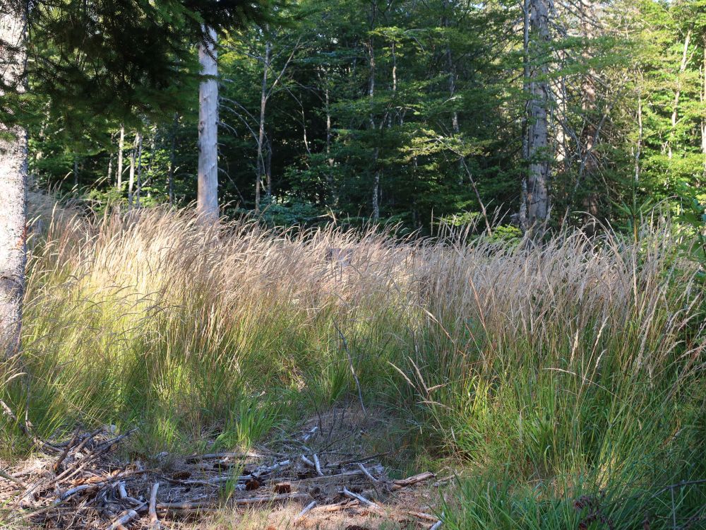 Gräser am Waldrand