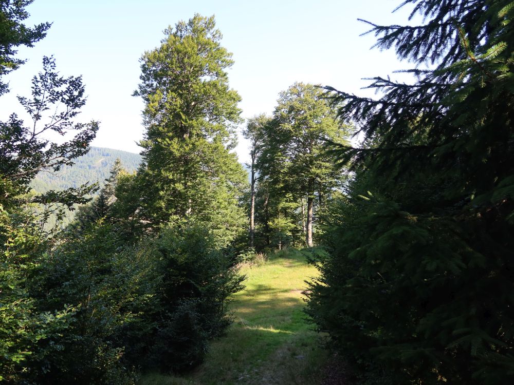Waldlichtung
