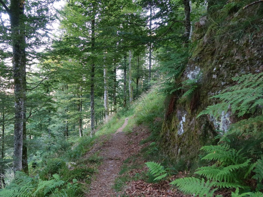 Waldpfad