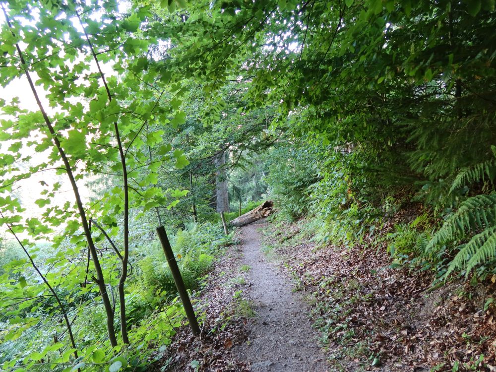 Waldpfad