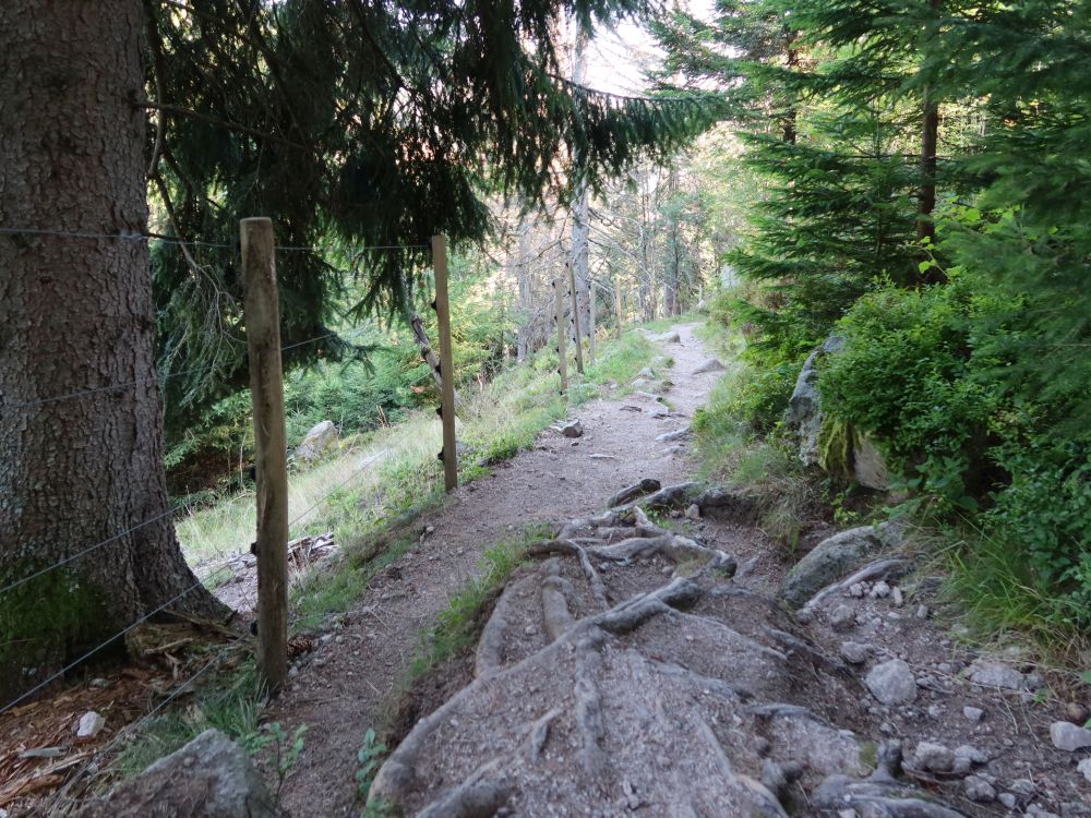 Waldpfad