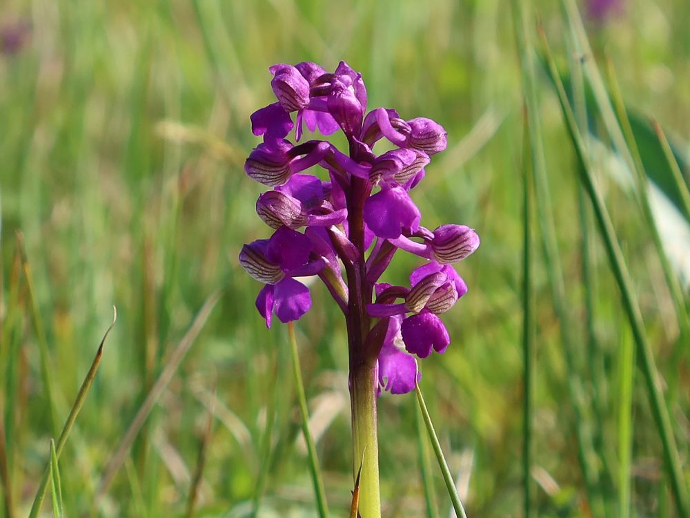 Orchidee Knabenkraut