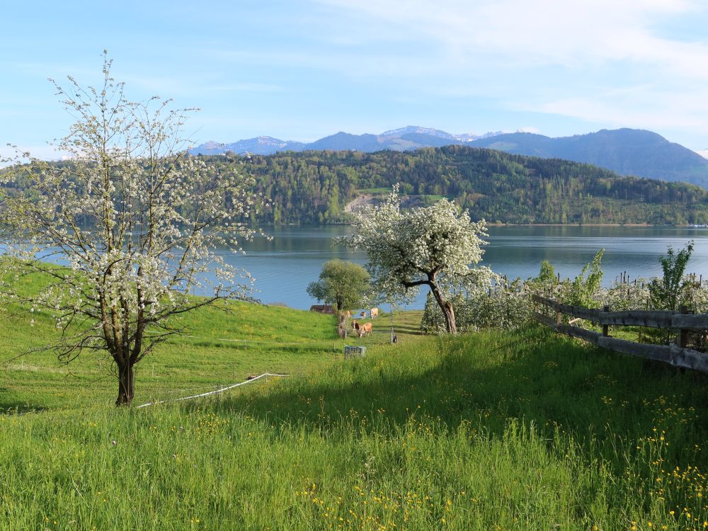 Baumblüte und Kuhherde am Zürichsee