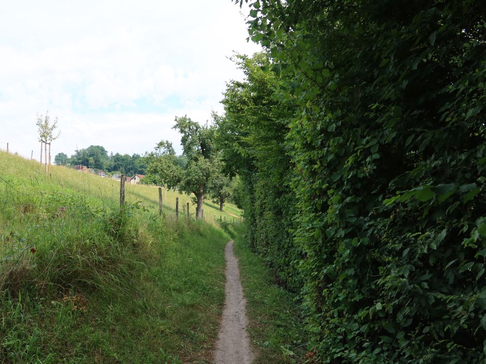 Pfad bei Muracher