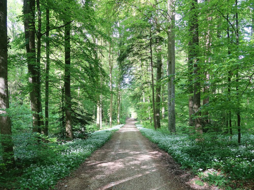 Waldweg mit Bärlauch