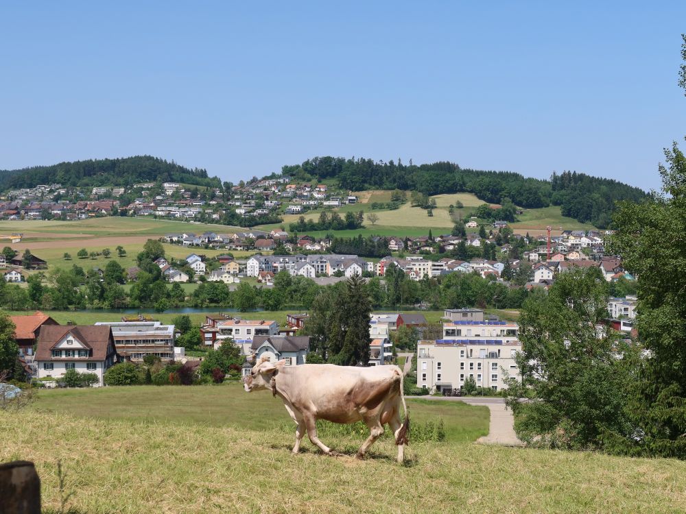 Kuh vor Sirnach und Rosenberg