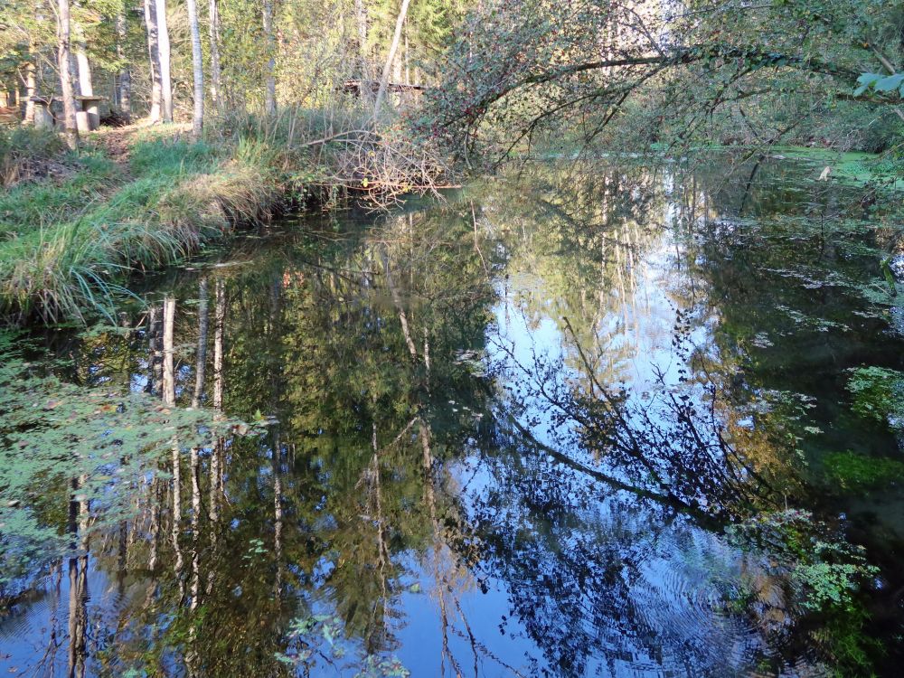 Teich im Gmeindholz
