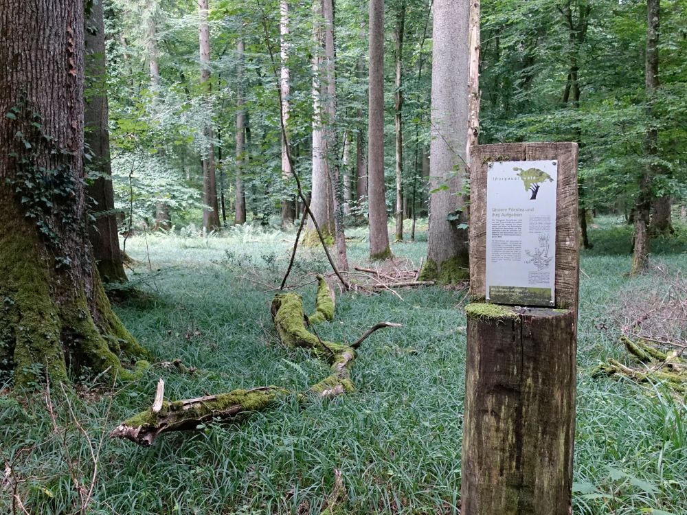 Infotafel zum Thurgauerwald