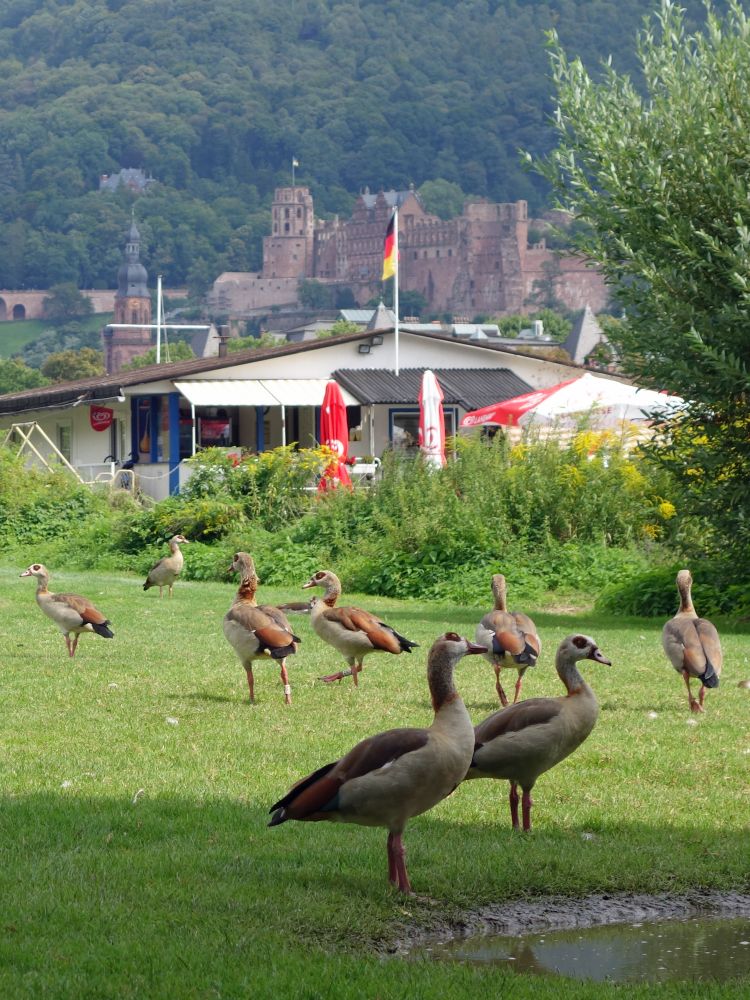 Gänse und Schloss Heidelberg