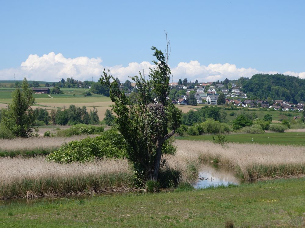 Neeracherried