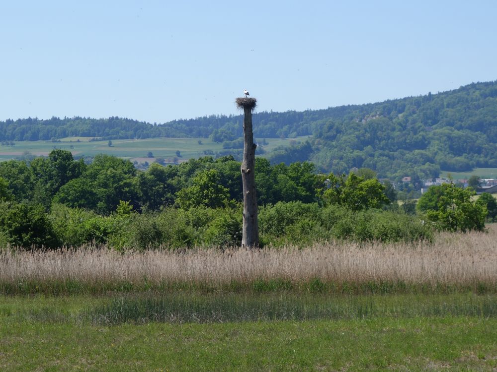 Storchennest
