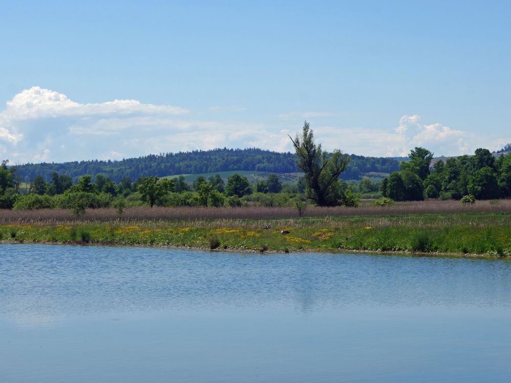 Teich im Neeracherried