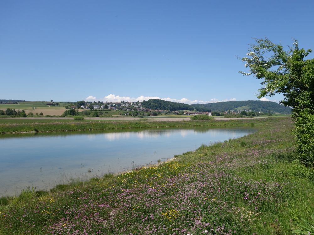 Teich im Neeracherried