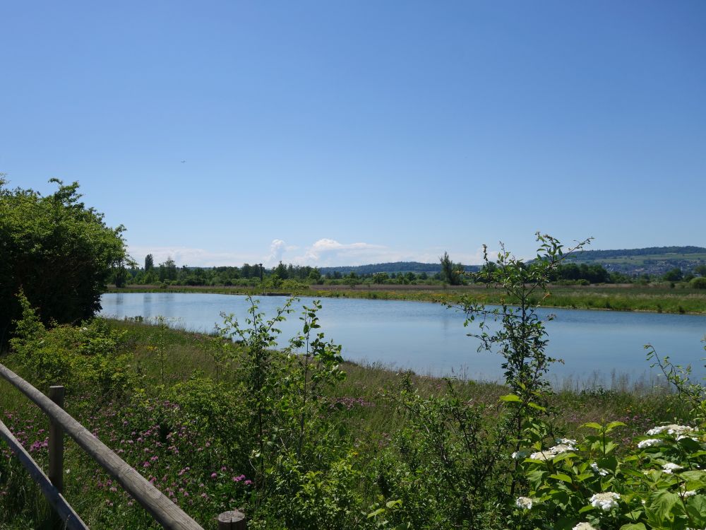 Teich im Neeracherried