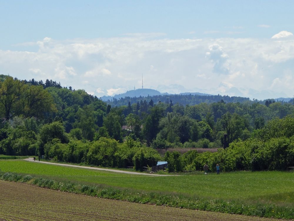 Blick Richtung Uetliberg