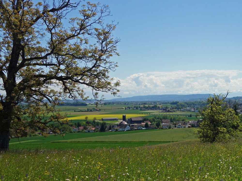 Oberhöri