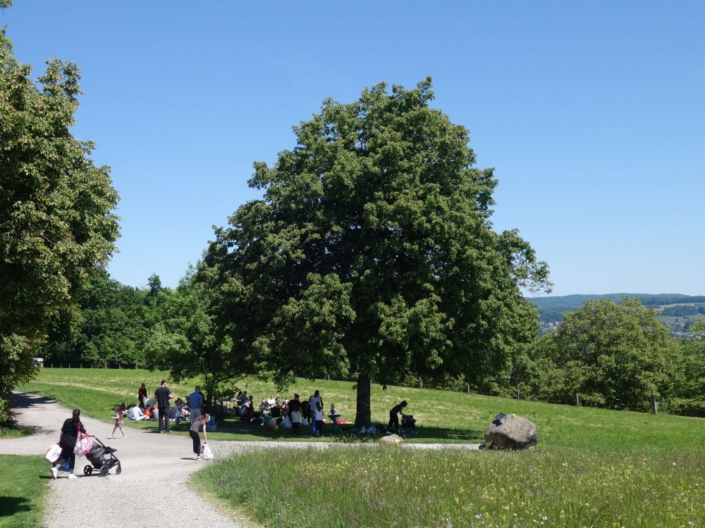 Picknick im Schatten