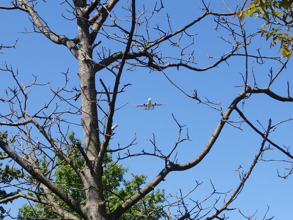 Flugzeug zwischen Ästen
