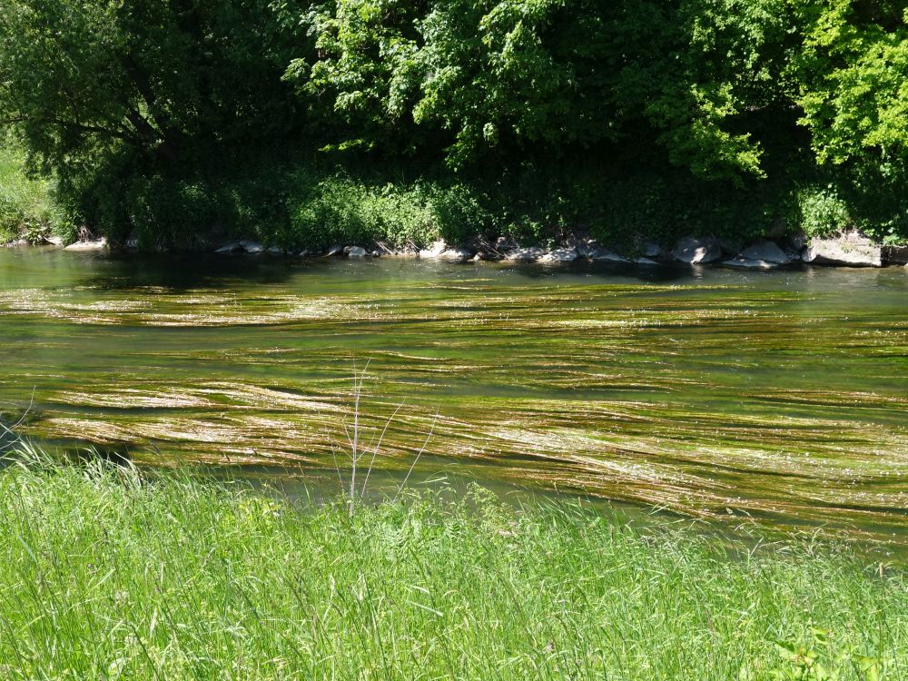 Seegras in der Glatt