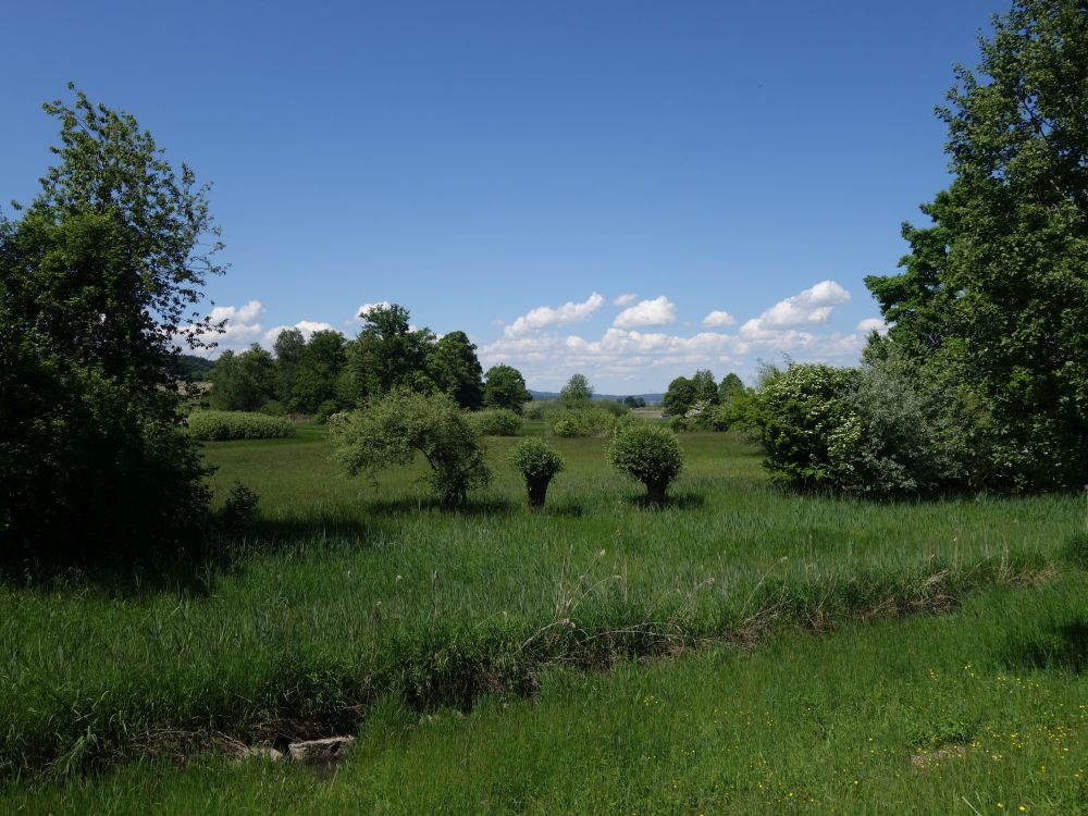Neeracherried