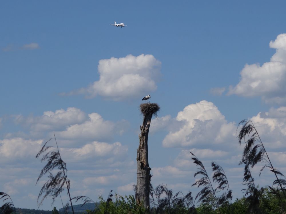 Flugzeug überm Storchennest