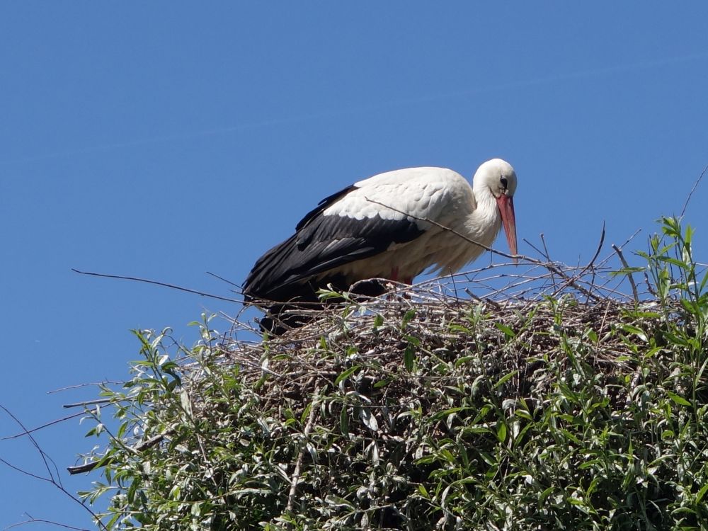 Storch