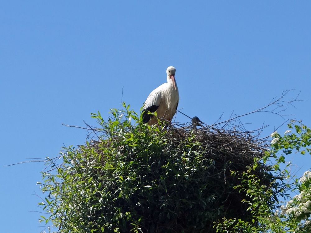 Storch mit Nachwuchs