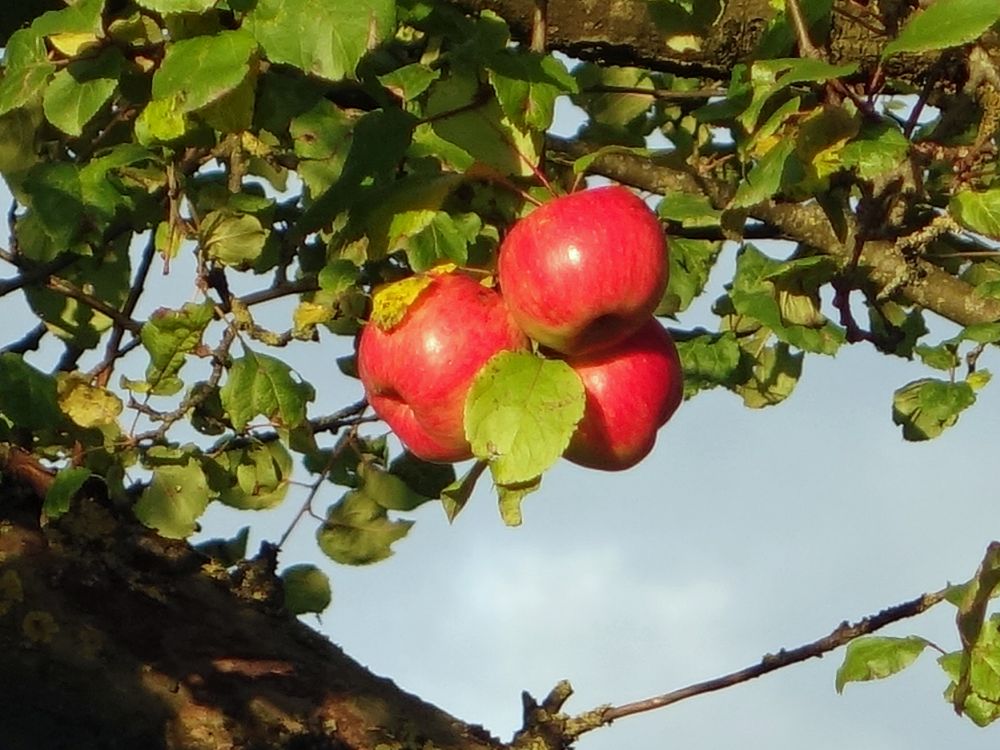 Äpfel in der Abendsonne