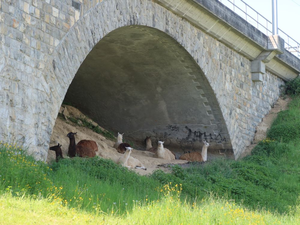 Lamas im Viaduktbogen