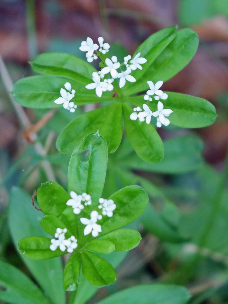 Waldmeister