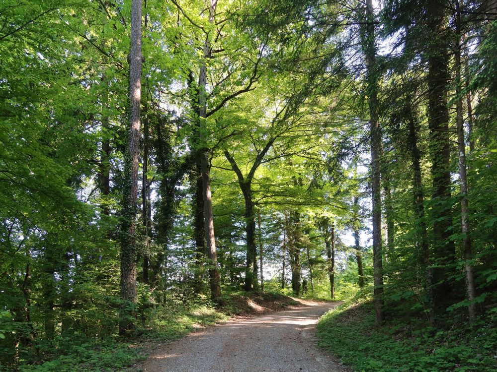Holzwingertstrasse