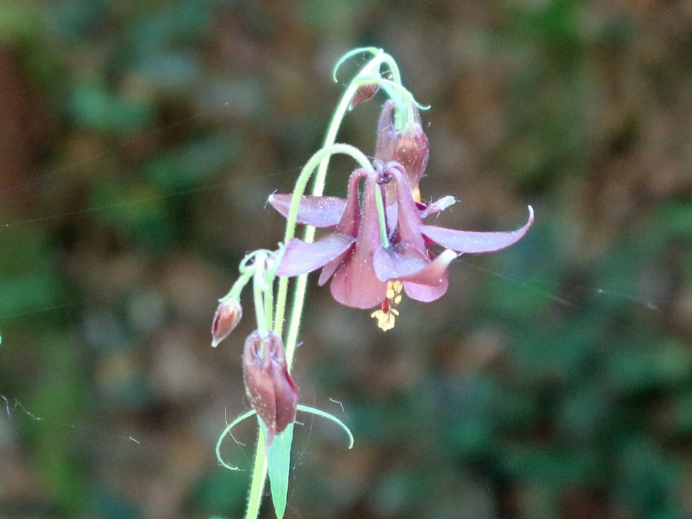 Schwarzviolette Akelei